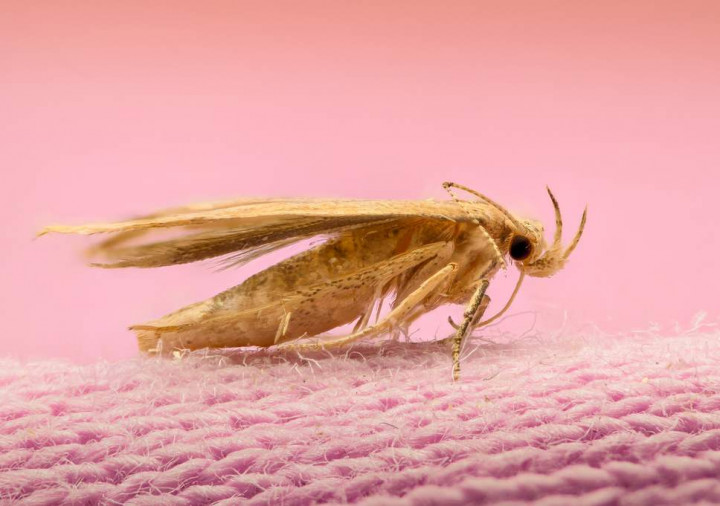 Musim Panas, Ngengat Senang Berkembang Biak dalam Pakaian