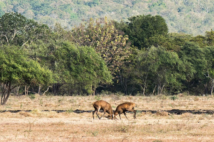 Pesona Taman Nasional Baluran