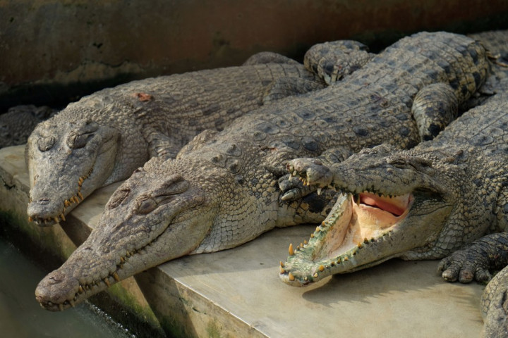 Tiga Buaya Berkeliaran di Kali Grogol