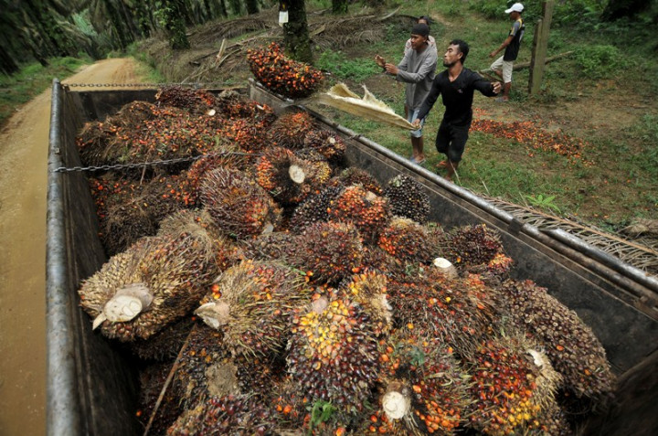 Indonesia Ingin Belanda Bantu Produk Kelapa Sawit RI