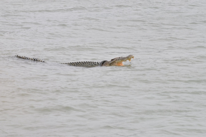 Pihak yang Teledor Melepas Buaya bisa Kena Sanksi