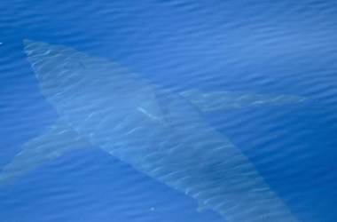 Pertama Sejak 30 Tahun, Hiu Besar Terlihat di Perairan Spanyol