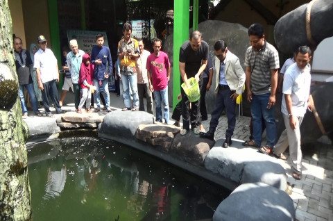 Ikan Air Tawar Terbesar Di Dunia Dipelihara Di Jombang