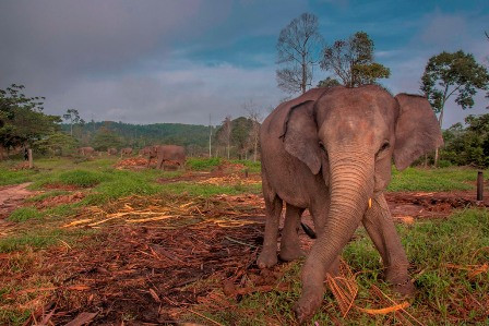Kapolda Lampung Minta Warga tak Ganggu Habitat Gajah
