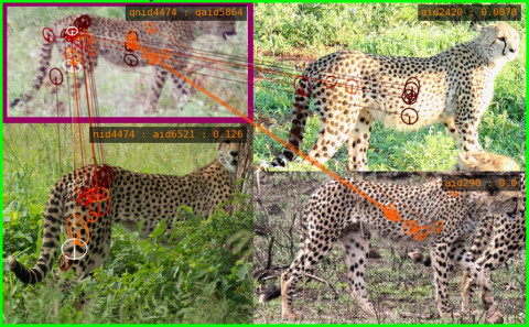 Teknologi identifikasi kecerdasan buatan Wildbook untuk