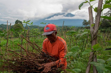 Sejumlah Petani Gagal Panen Akibat Erupsi Gunung Agung