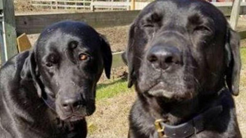 Anjing Peliharaan Minta Maaf Usai Santap Makan Siang Kurir Pos