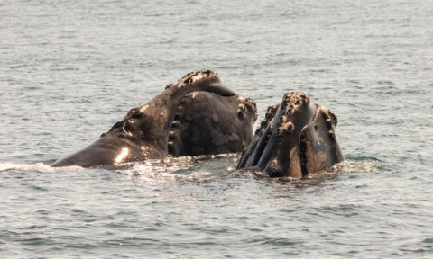 Ikan paus di pulau Grand Manan, Kanada (Foto: Alamy).