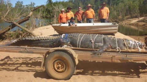 Buaya Seberat 500 Kilogram Berhasil Ditangkap di Australia