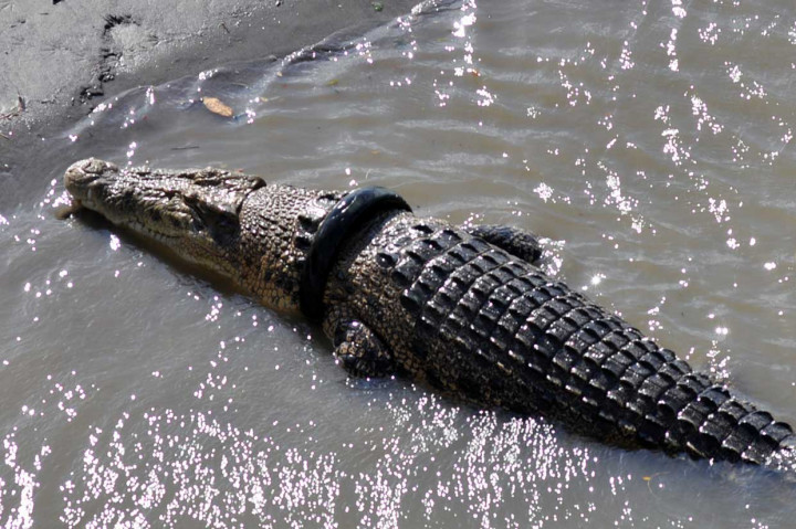 Buaya Ini Masih Berkalung Ban Bekas