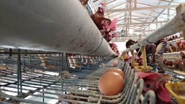 Harga Telur di Pekalongan Capai Rp30 Ribu per Kilogram