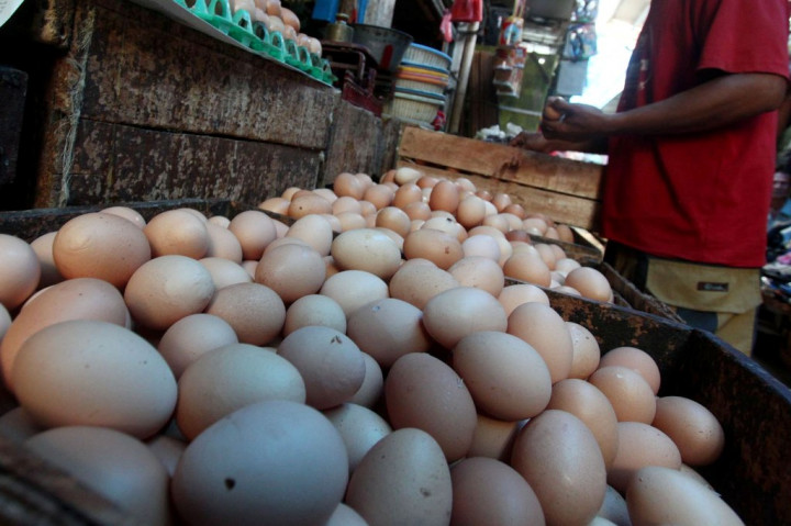 Pelarangan AGP Turunkan Produktivitas Ayam Petelur 5%