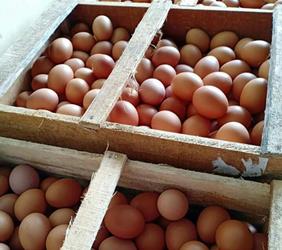 Spekulan Diduga Biang Penaikan Harga Telur Ayam