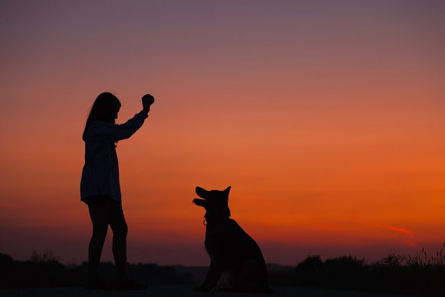 Penelitian: Terapi Anjing Efektif Tingkatkan Konsentrasi pada Penderita ADHD