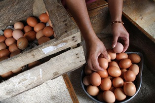 Harga Telur Ayam di Padang Tembus Rp47 Ribu per Rak