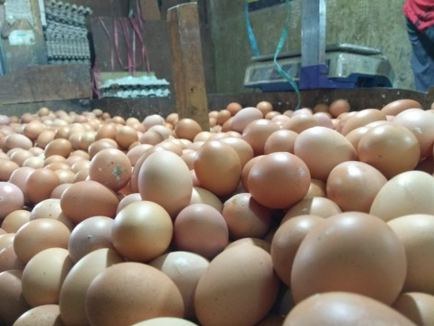 Kelangkaan Pakan Disebut Pemicu Kenaikan Harga Telur