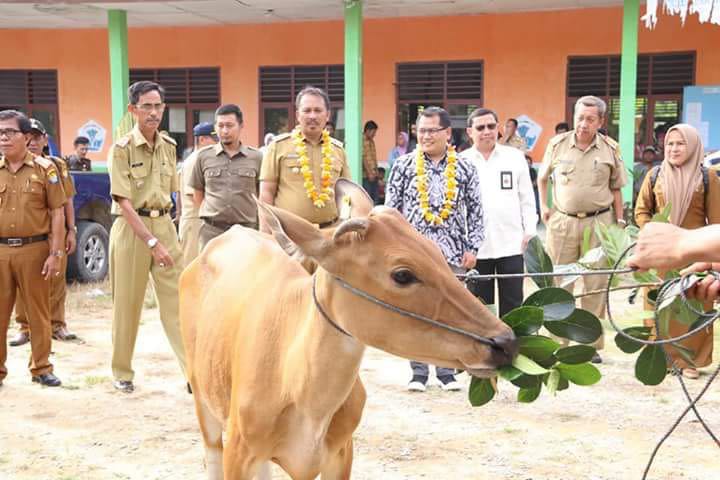Kemendes PDTT Serahkan 300 Ekor Sapi kepada Transmigran