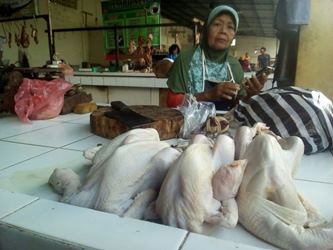 Pedagang Ayam Broiler di Sleman Memilih Libur
