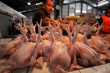 Pedagang Ayam Broiler Beralih Jual Ayam Merah