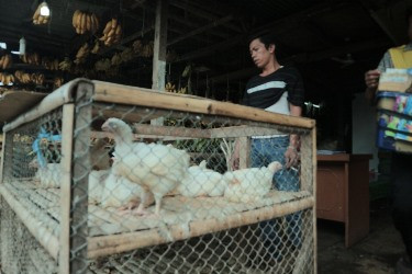 Stok Ayam untuk Pedangang Dijatah