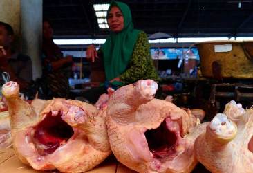 Harga Pakan Memicu Kenaikan Harga Daging Ayam