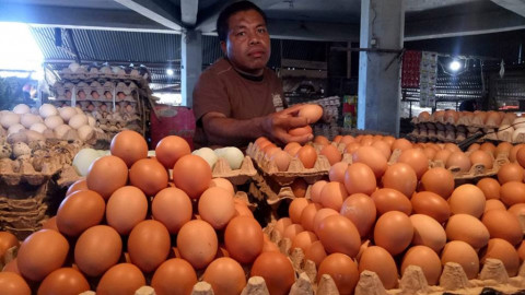 Legislator Minta Penyelarasan Data Ayam dan Telur