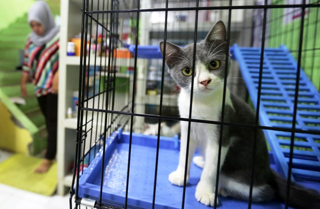 Seekor kucing dititip di petshop saat pemiliknya mudik lebaran. Menitipkan hewan adalah cara terbaik bila Anda harus meninggalkan rumah dalam waktu lama. Selain hewan terawat, rumah pun lebih bersih dari bau kotoran dan makanan hewan. Antara Foto/Irwansya