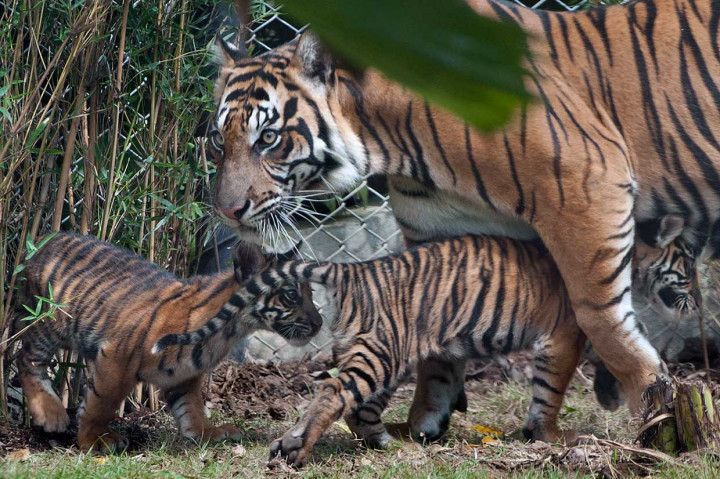 Bali Zoo Berhasil Kembangbiakkan Harimau Sumatra