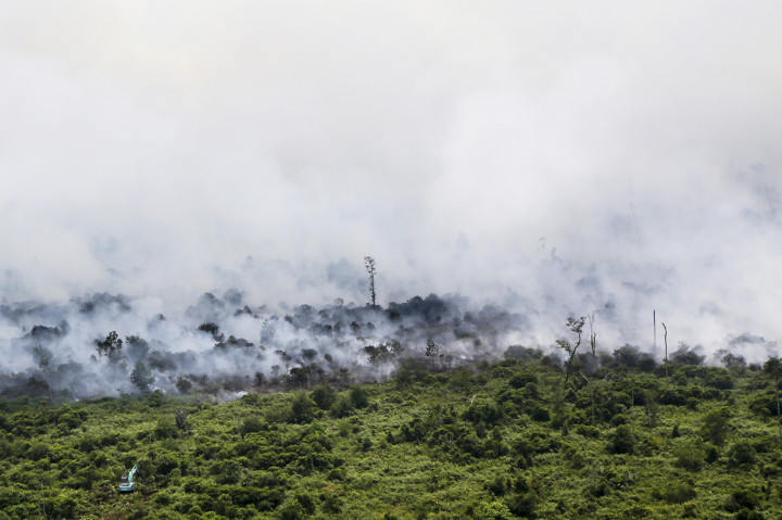 Kebakaran Lahan Terjadi di Muara Medak