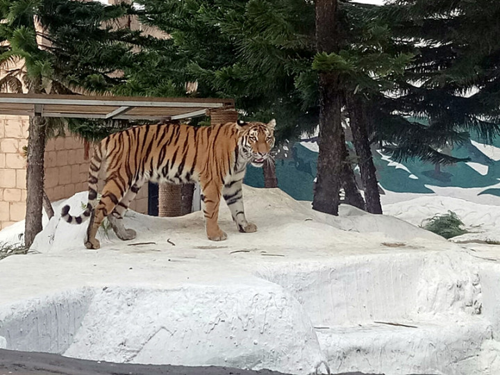 Harimau Sumatera Hanya Tersisa 400 Ekor