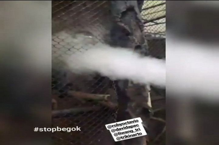 Kera Batu Secret Zoo Disembur Uap Vape oleh Pengunjung