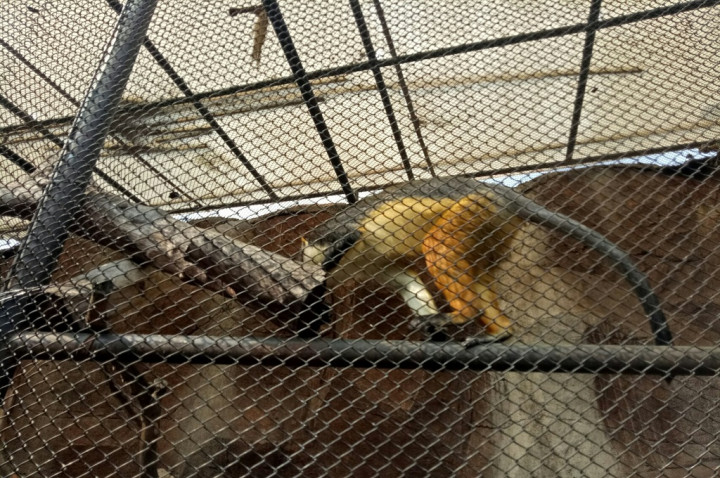 Kesehatan Monyet Korban Semburan Uap Vape Membaik