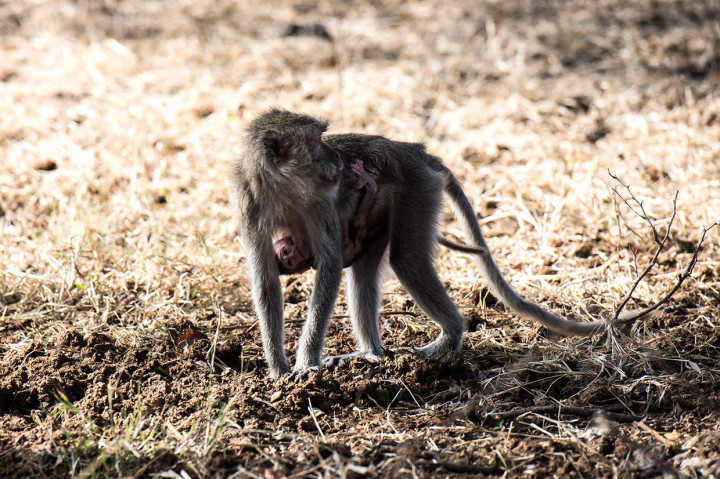 Baluran Africa Van Java