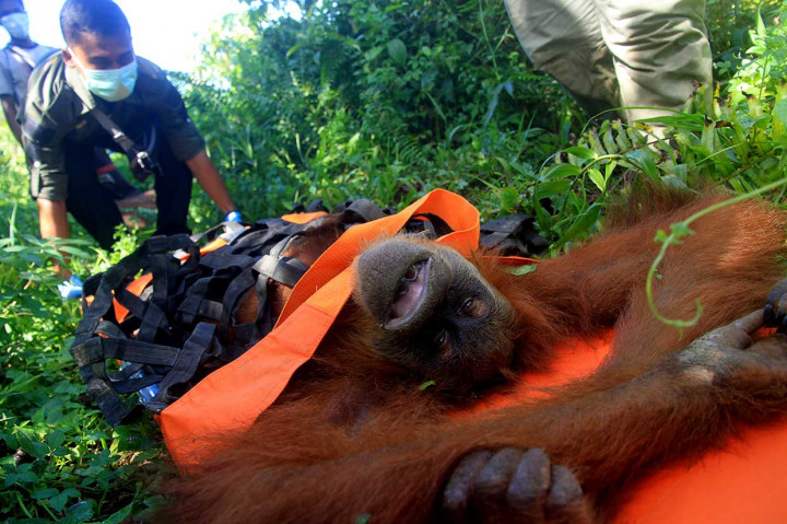 Orang Utan Dievakuasi dari Perkebunan di Aceh Barat Daya
