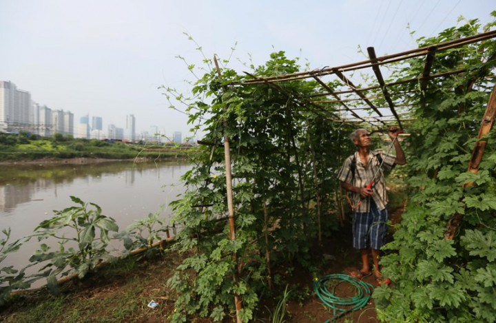 Harga Sayuran Lokal Masih Murah