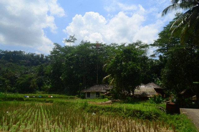 Wilayah Adat Fondasi Ketahanan Pangan Bangsa