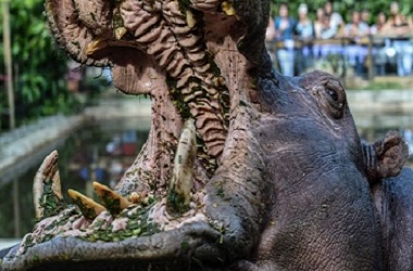 Berdiri Terlalu Dekat, Turis Tiongkok Tewas Digigit Kuda Nil