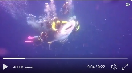 Wisatawan Penunggang Hiu Paus Ditangkap