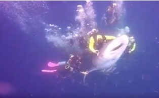 Kontak Fisik Mengancam Kelangsungan Hidup Satwa Laut