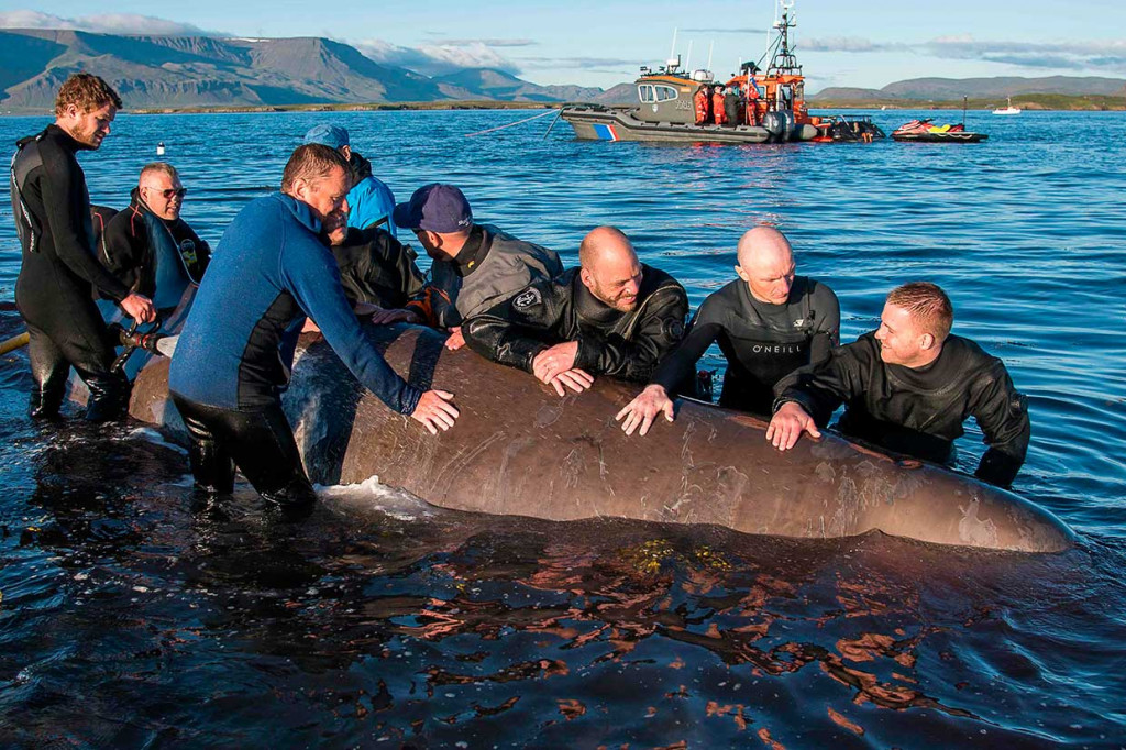 Dua Paus Hidung Botol Terdampar di Pantai Islandia