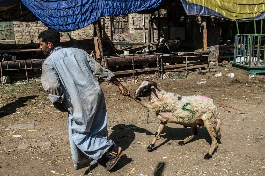 Seorang pedagang menggiring seekor kambing ke mobil pembeli hewan kurban di Kairo, Mesir, 16 Agustus 2018. (Foto: AFP/KHALED DESOUKI)