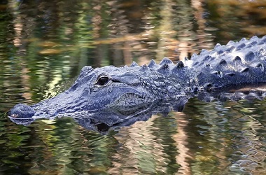 Pejalan Kaki Tewas Diserang Buaya di South Carolina