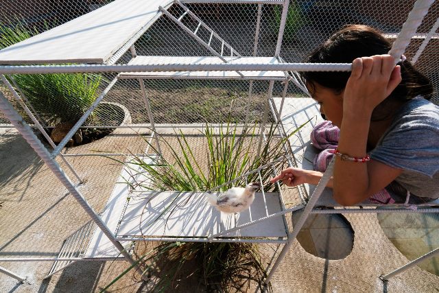 Taman bermain dalam kandang unggas