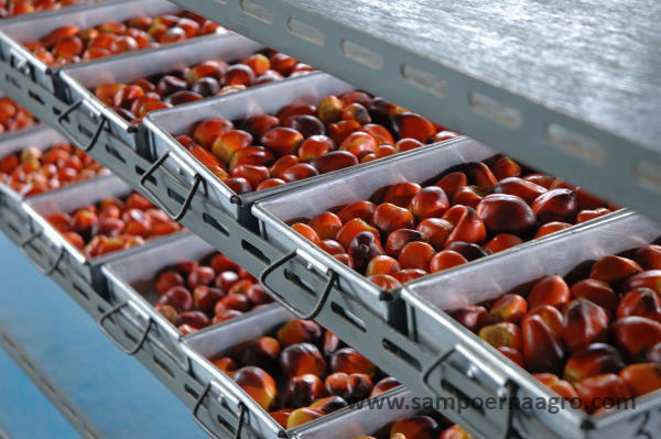 Semester I-2018, Laba Bersih Sampoerna Agro Turun 40%