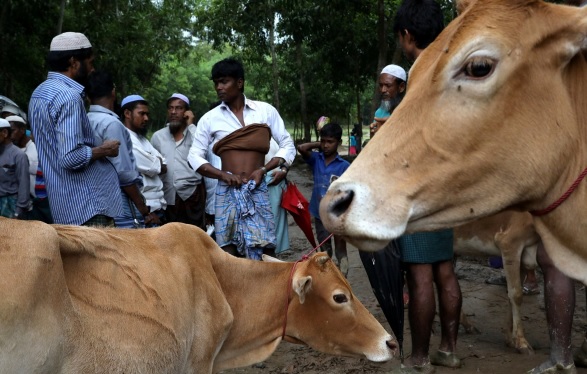 Doa Pengungsi Rohingya di Hari Raya Iduladha