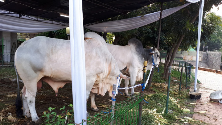 Pembagian Daging Kurban Langsung ke Warga Lebih Manusiawi