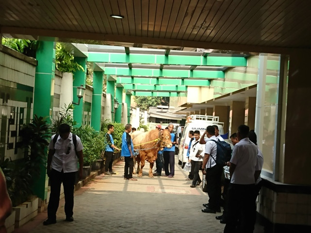 Jokowi Serahkan Sapi Kurban kepada Muhammadiyah