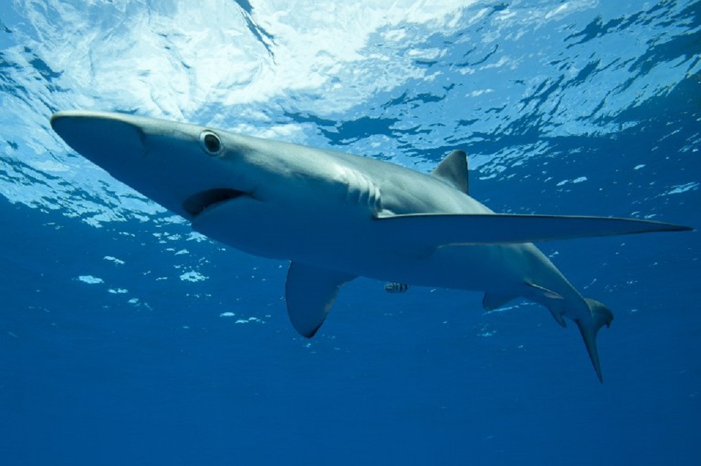 Ikan hiu jenis blue shark. (Foto: AFP)
