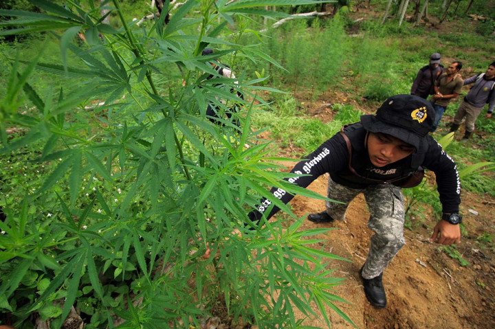 Satu Hektare Ladang Ganja di Aceh Utara Dimusnahkan