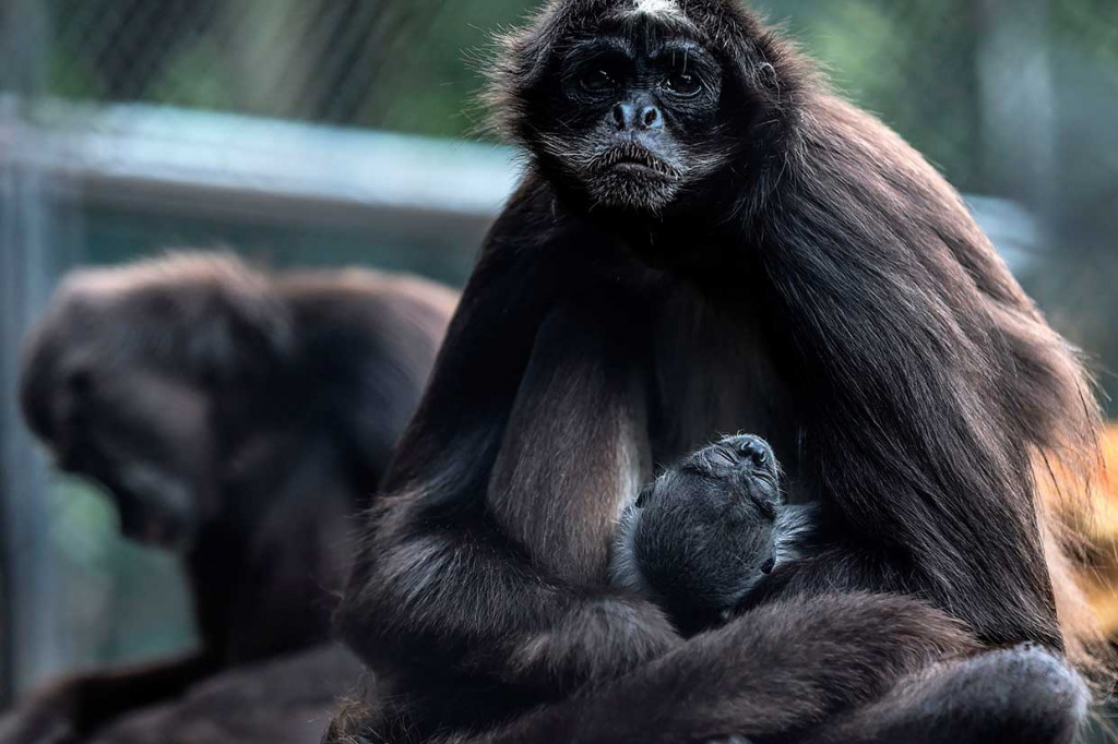 Kebun Binatang Kolombia Sambut Kelahiran Monyet Laba-laba
